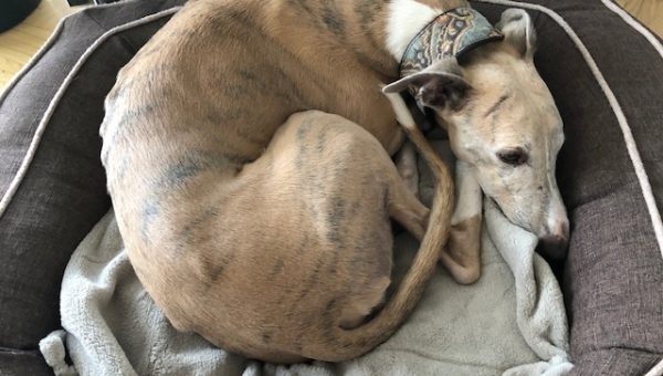 Emil - alles bestens